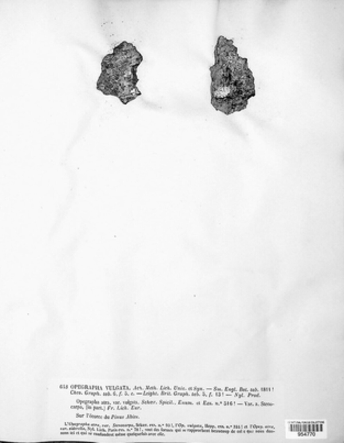 Opegraphaceae image